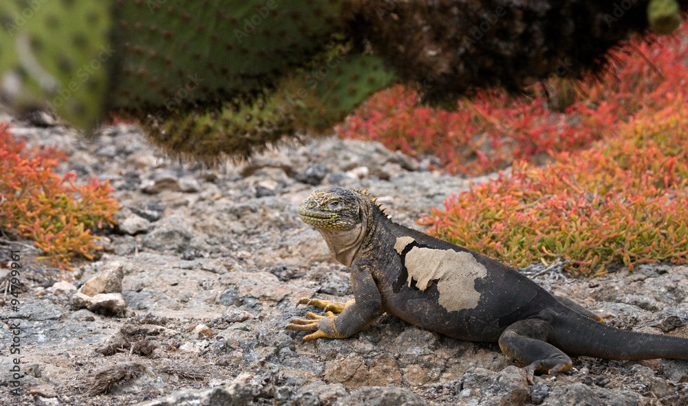 The land iguana on the stone. Close-up portrait. Galapagos Islands. An excellent illustration. The land iguana on the stone. Close-up portrait. Galapagos Islands. An excellent illustration.