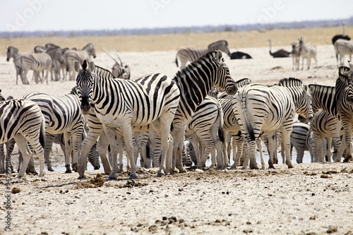 huge herds of zebra and antelope at waterhole Etosha, Namibia
