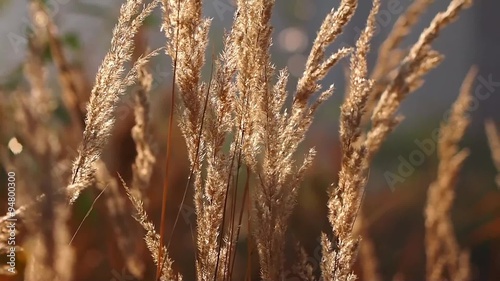 reed swaying in the wind 