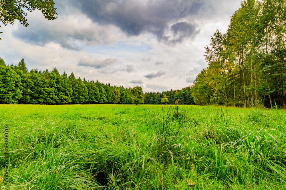 The virgin forest of the fresh green The virgin forest of the fresh green