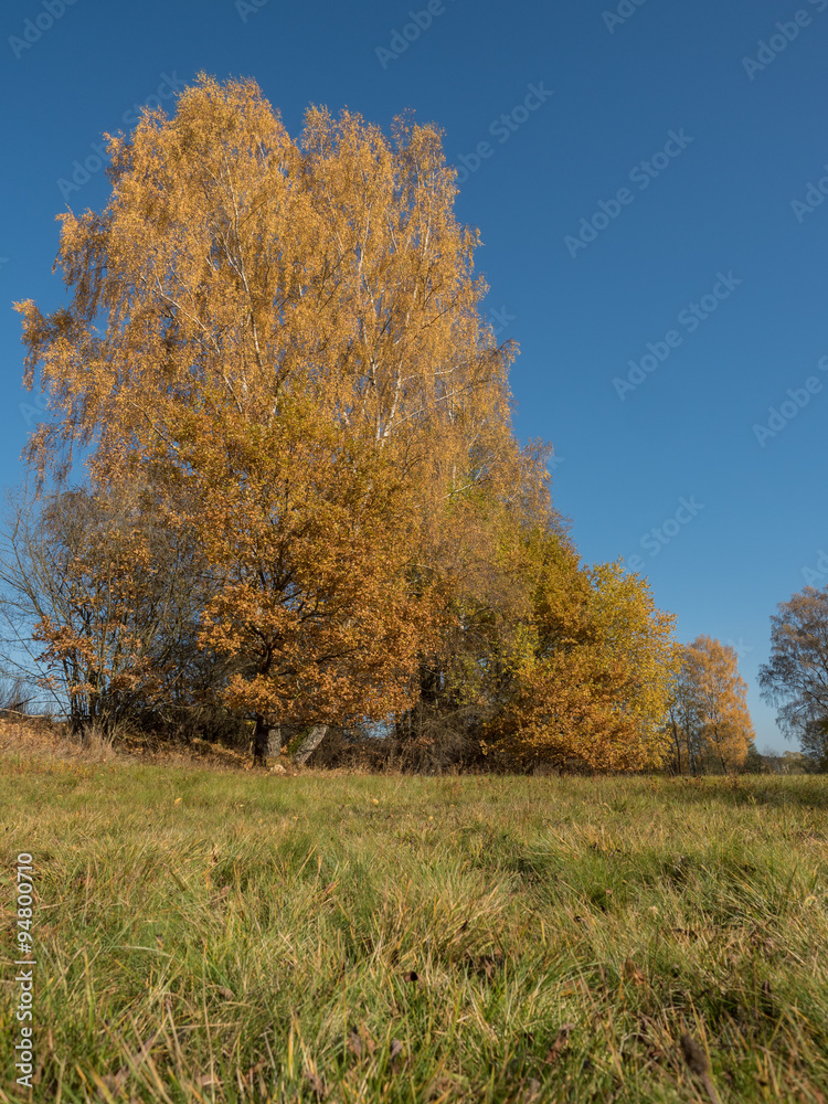 Goldener Herbst