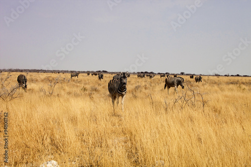 Damara zebra, Equus burchelli  Etosha, Namibia © vladislav333222
