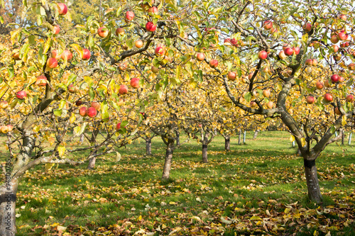 Apfelbäume im Herbst