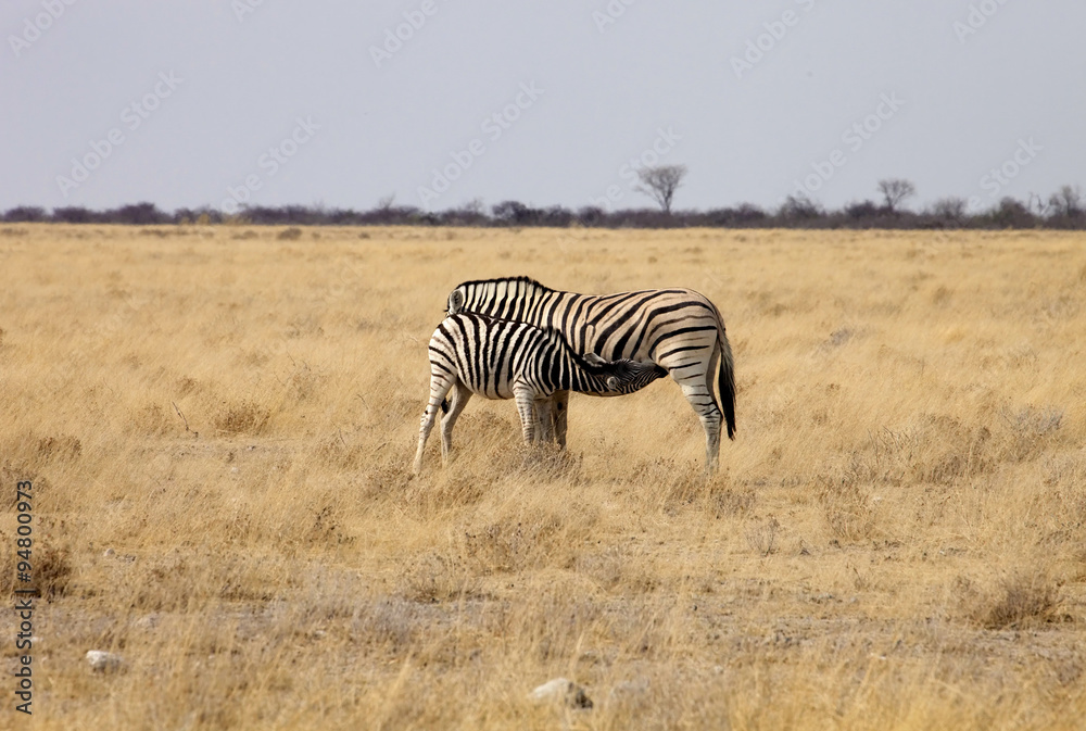 lactating mare with a calf Damara zebra, Equus burchelli,Etosha, Namibia lactating mare with a calf Damara zebra, Equus burchelli,Etosha, Namibia