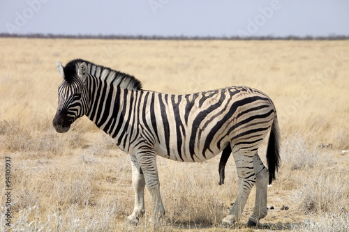 Damara zebra  Equus burchelli  male with an erection of the penis Etosha  Namibia