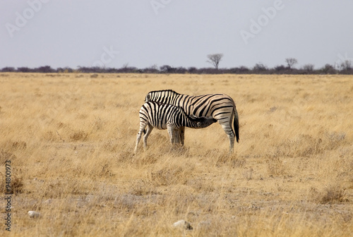 lactating mare with a calf Damara zebra  Equus burchelli Etosha  Namibia