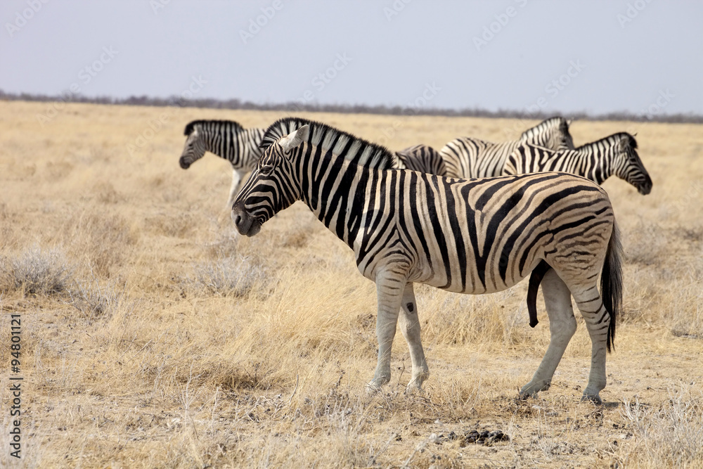 Fototapeta premium Damara zebra, Equus burchelli Etosha, Namibia