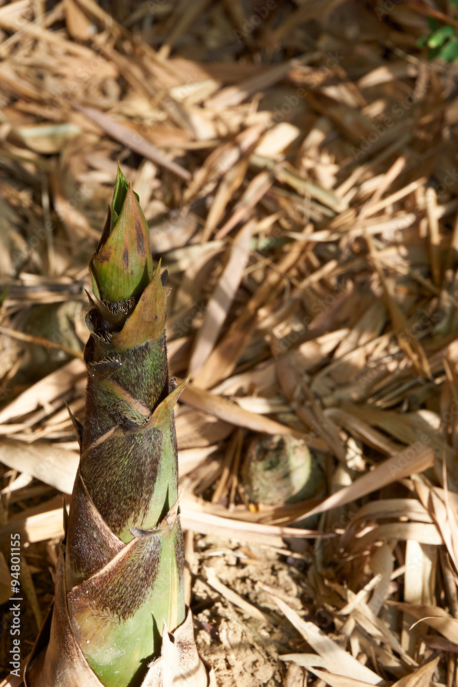 Bamboo shoot on ground