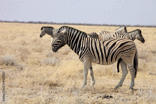 Damara zebra  Equus burchelli  Etosha  Namibia