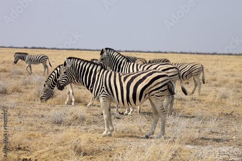 Damara zebra  Equus burchelli  Etosha  Namibia