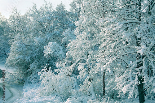 beautiful winter landscape with a snow-covered forest  on a sunny winter day