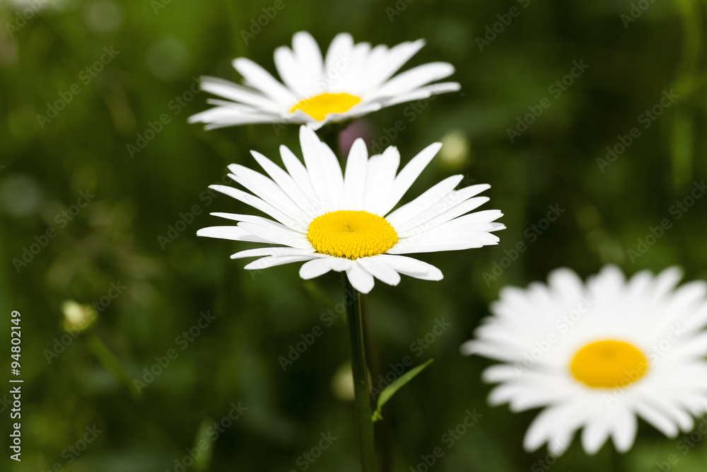 Fototapeta premium white daisy . spring
