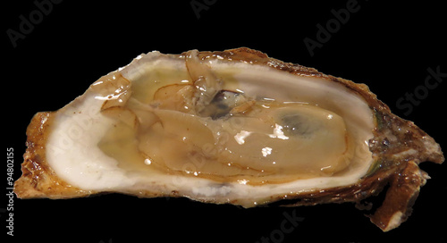 Raspberry point oyster