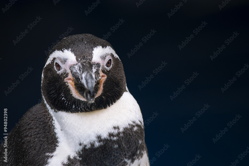 Fototapeta premium Humboldt penguin (Spheniscus humboldti)