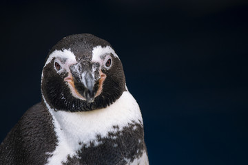 Fototapete Pinguin Humboldt-Pinguin an felsiger Küste  © Silvia Pascual