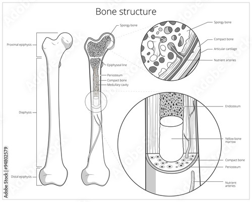 Bone structure medical educational vector