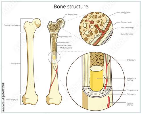 Bone structure medical educational vector photo