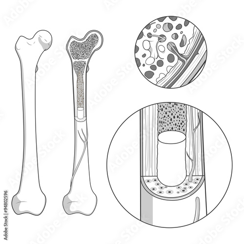 Bone structure medical educational vector