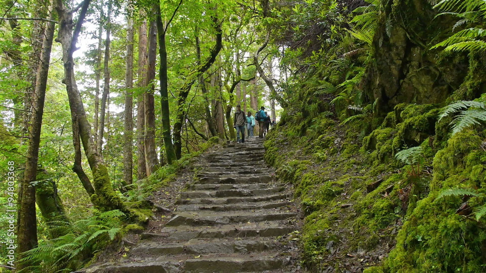 Hikers walk down stairs on a nature trail in Killarney National Park, amidst lush foliage. HD 1080p. Hikers walk down stairs on a nature trail in Killarney National Park, amidst lush foliage. HD 1080p.