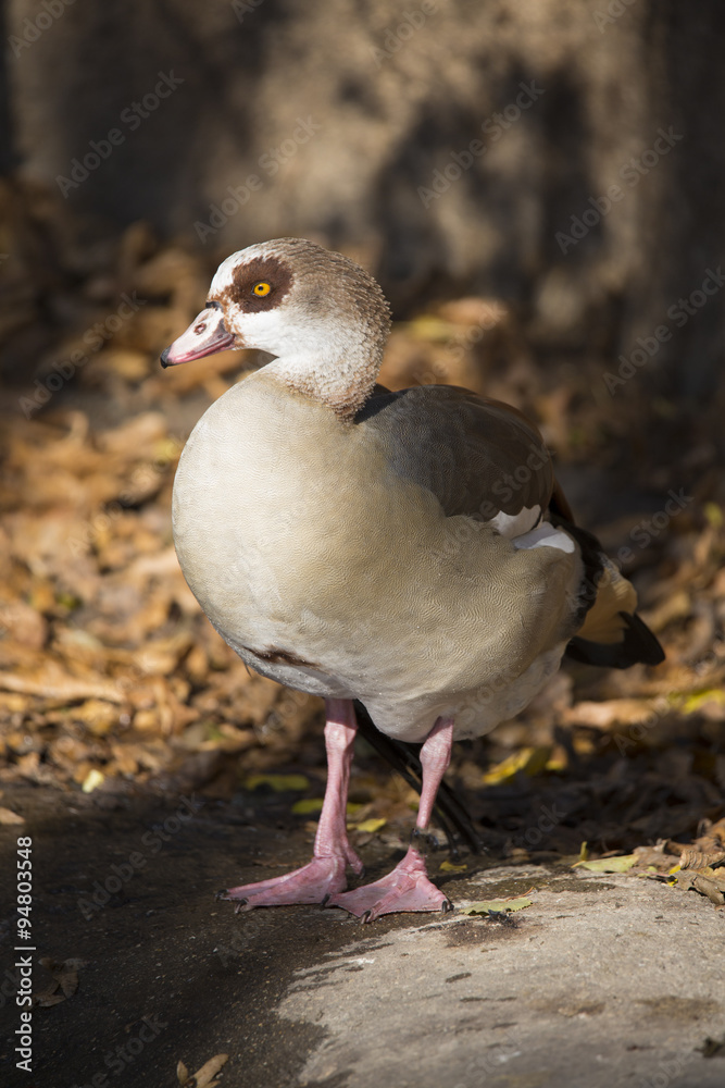 adult Egyptian Goose, Alopochen aegyptiacus adult Egyptian Goose, Alopochen aegyptiacus