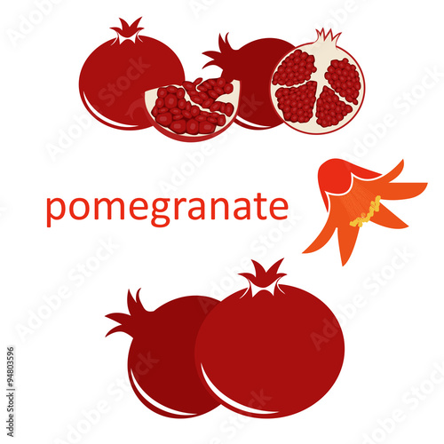 pomegranate fruit with seeds and flower. vector format illustration