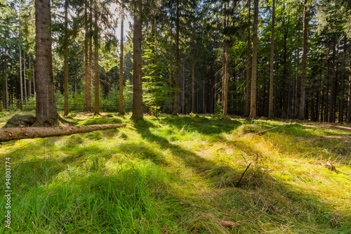 The virgin forest of the fresh green