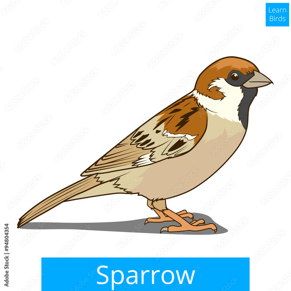 Fototapeta premium Sparrow learn birds educational game vector