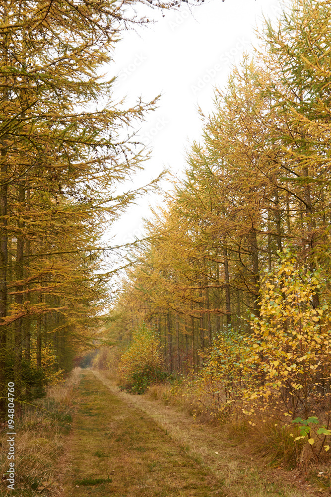 Fototapeta premium Grass road between the golden larch trees in the forest at fall