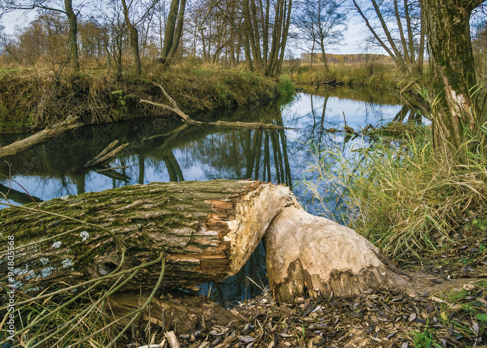 Willow tree felled by beaver at small river Sukhodrev, Kaluga re