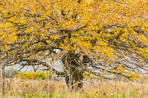 Wild apricot with autumn leaves close up