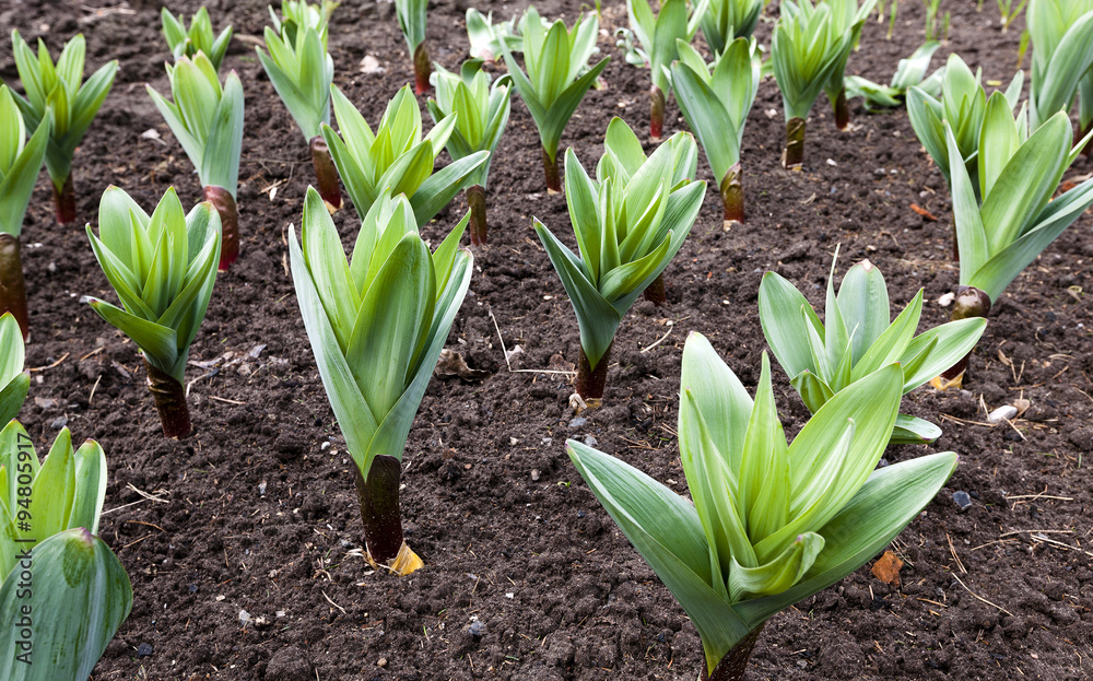 sprouting garlic . spring sprouting garlic . spring