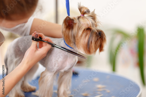 Yorkshire terrier in the process of grooming. 