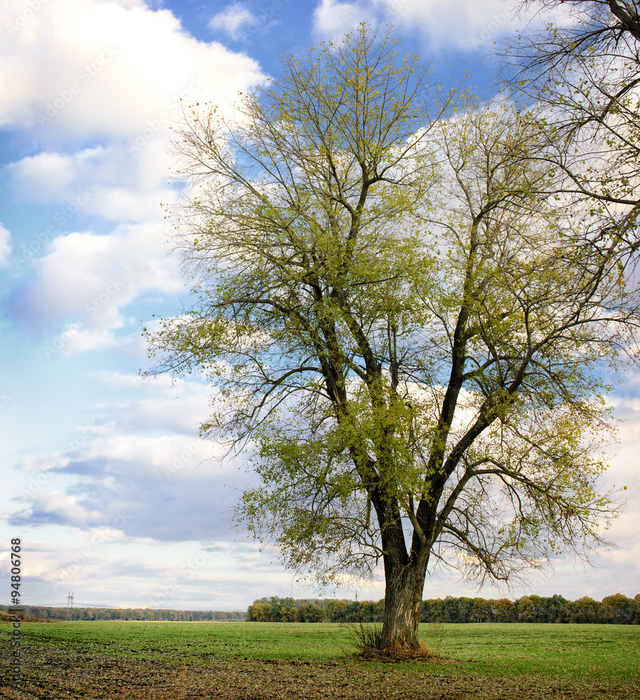 Obraz premium Green tree in summer on field background and cloudy sky.