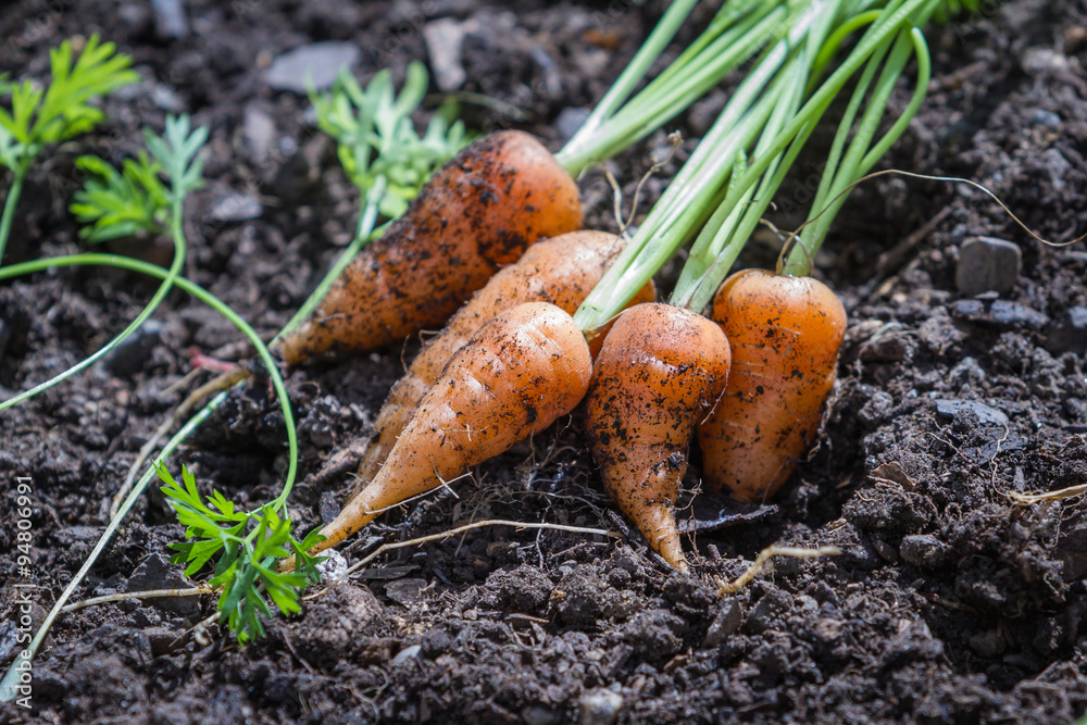 garden fresh carrots garden fresh carrots