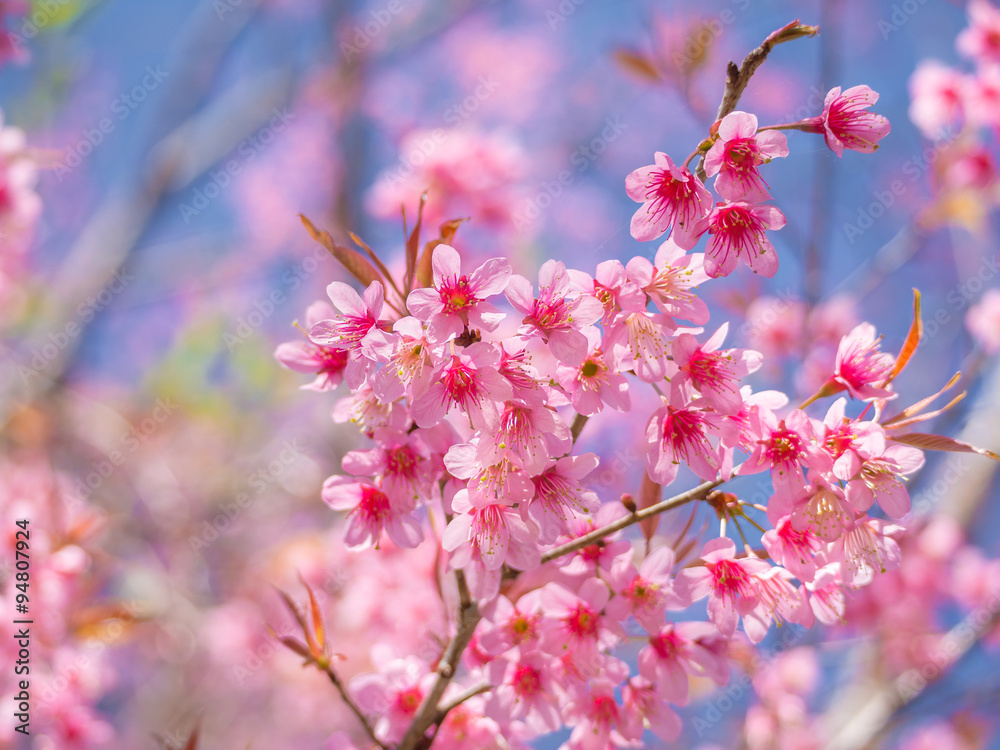 pink cherry blossom on blue sky background pink cherry blossom on blue sky background