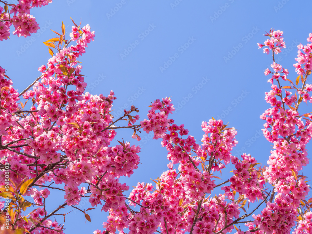 pink cherry blossom on blue sky background