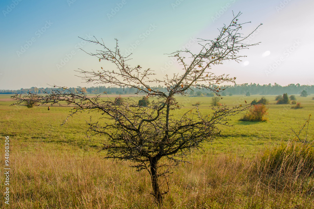 Wacholder in Naturschutzgebiet