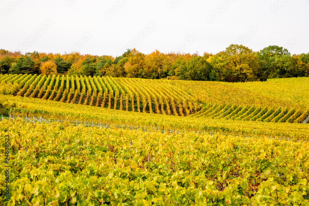 Champagne wine fields during autumn