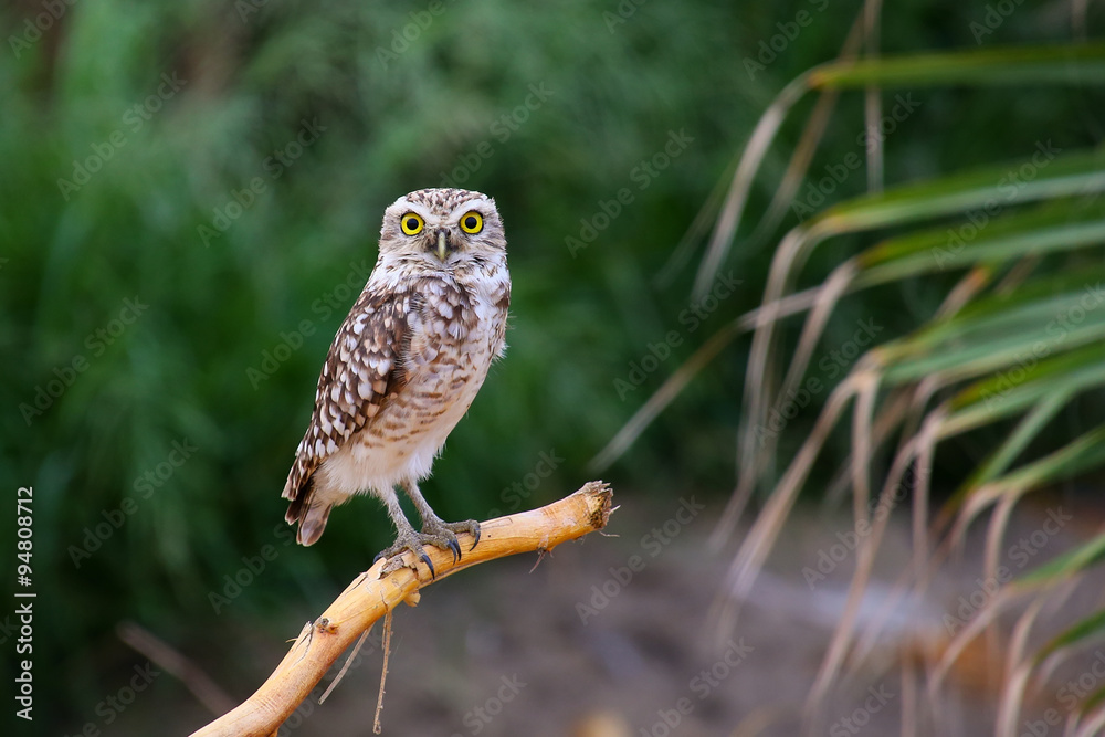 Burrowing owl sitting on a stick, Huacachina, Peru Burrowing owl sitting on a stick, Huacachina, Peru