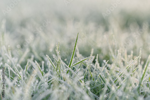 Frozen morning grass © Marek Walica