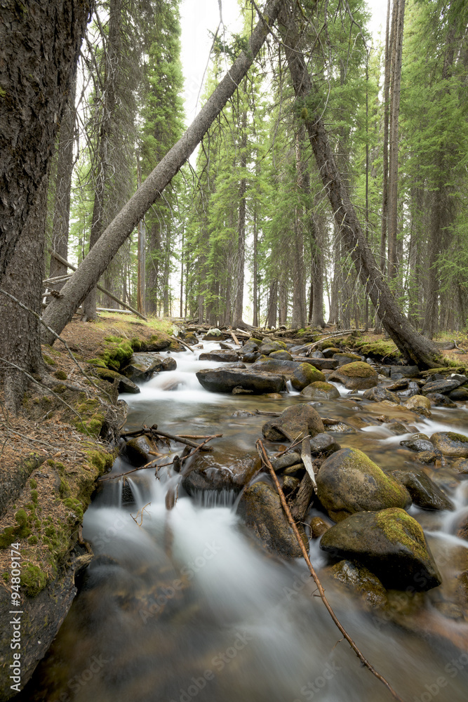Obraz premium Natural forest with a white water stream