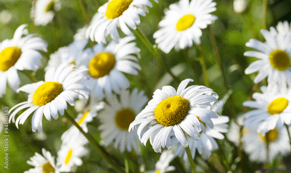 Obraz premium white daisy . spring