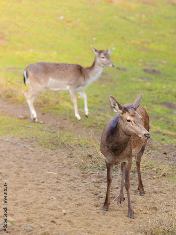 Herd of deer in the wild Herd of deer in the wild