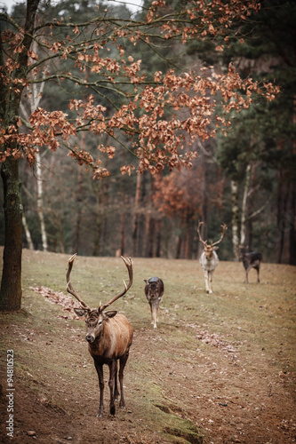 Majestic powerful adult male red deer stag in autumn fall forest. 