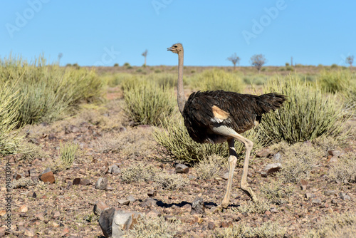 Ostrich, Fish River Canyon -Namibia, Africa