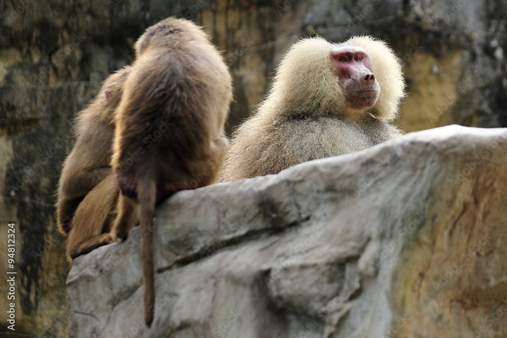 Naklejka premium Baboon Family Resting Together