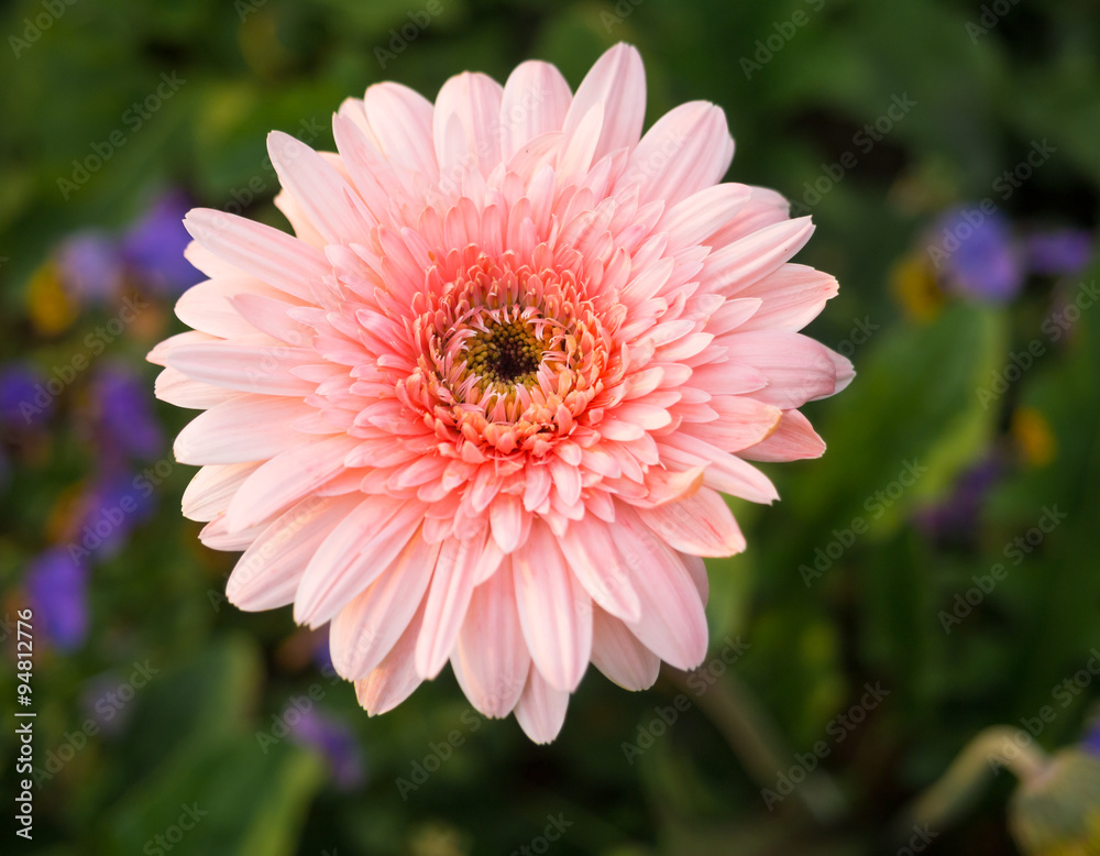Fototapeta premium close up of beautiful gerbera flower