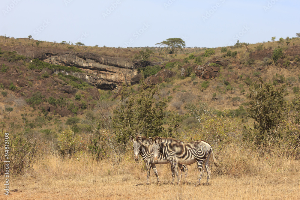 Naklejka premium Grevy's Zebra