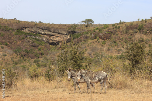 Grevy's Zebra photo