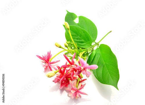Photography Quisqualis indica also known as the Chinese honeysuckle, Rangoon Creeper, and Co